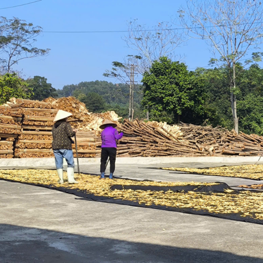 Sấy măng cùng BKV