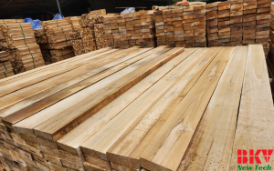 Gỗ Teak – Vua Gỗ Tự Nhiên & Bảng Quy Trình Sấy Teak 25mm