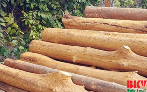 Gỗ Quế – Quy Trình Sấy Gỗ Quế 25mm