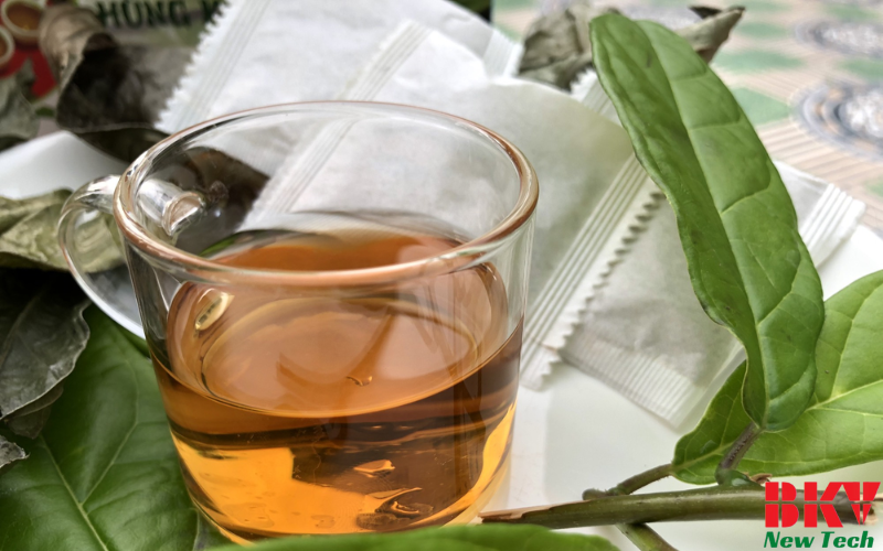 Theo Đông y, xạ đen có vị đắng chát, tính hàn, có tác dụng thông kinh, lợi tiểu, chữa ung nhọt...