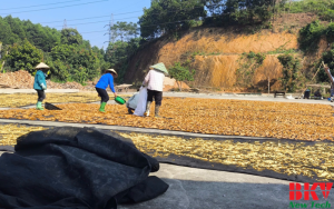 BKV Ứng dụng công nghệ sấy măng tại Yên Bái