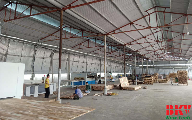 Sấy gỗ keo và thách thức trong chế biến