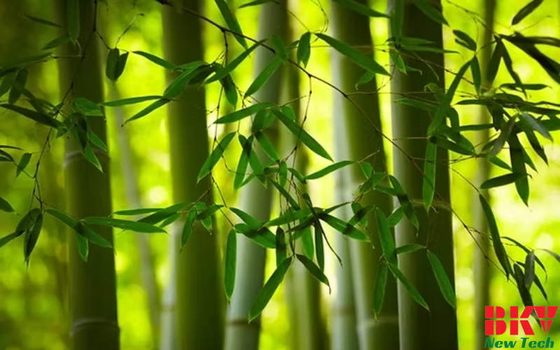 Lợi ích của tre