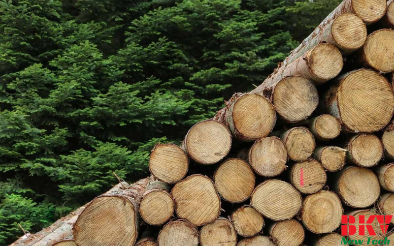Quy trình sấy gỗ Teak