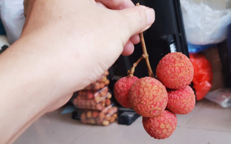 Cắt cuống vải
