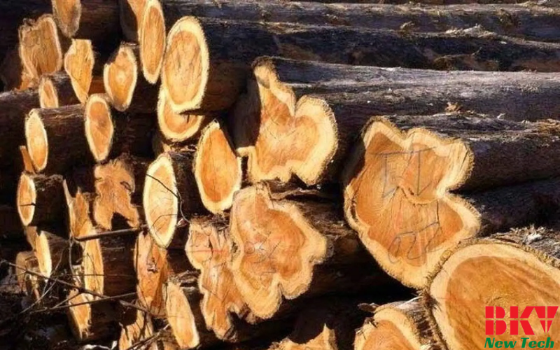 Đặc điểm của gỗ Teak