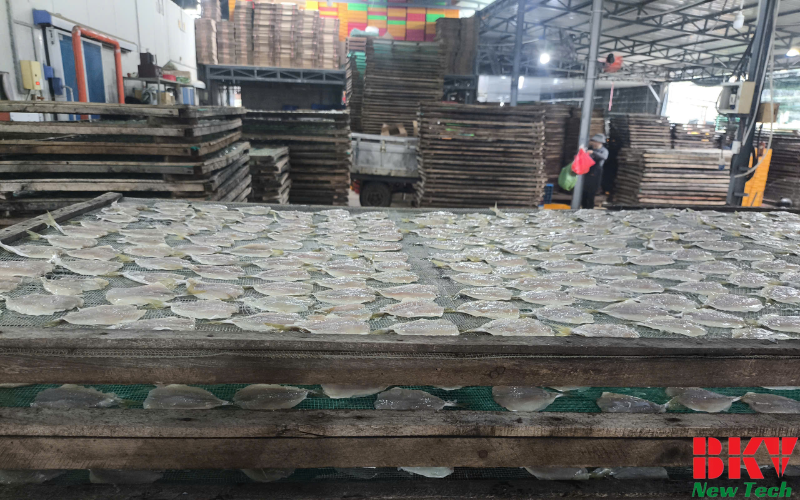 Dự án sấy hải sản tại Vũng Tàu