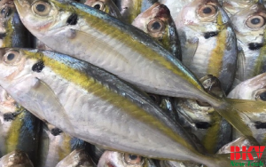 Quy trình sấy cá chỉ vàng chuẩn xuất khẩu của BKV