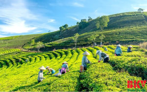 Quy Trình Sấy Chè Xanh Giữ Nguyên Hương Vị cùng BKV