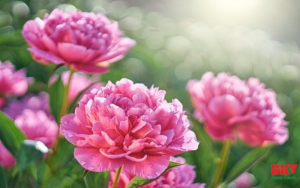 Quy trình sấy nụ mẫu đơn – Giữ trọn dược tính và hương thơm