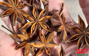 Quy trình sấy hoa hồi giữ trọn hương vị và tinh dầu