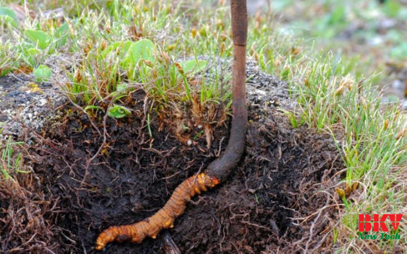 Giới thiệu về đông trùng hạ thảo