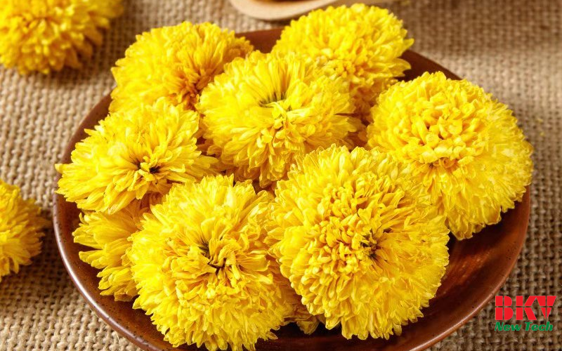 Giới thiệu về hoa cúc vàng