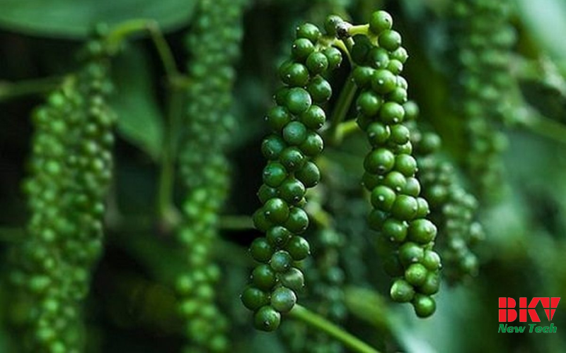 “Vàng đen” trong làng gia vị Việt Nam