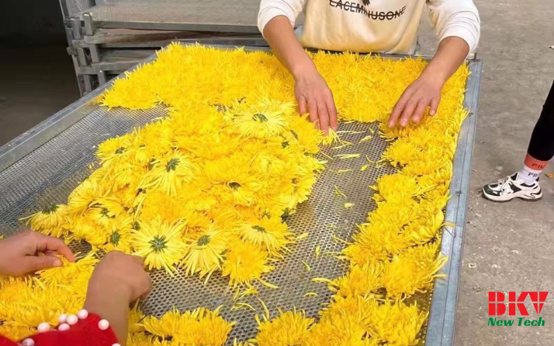 Ưu điểm khi sấy hoa cúc vàng bằng bơm nhiệt BKV