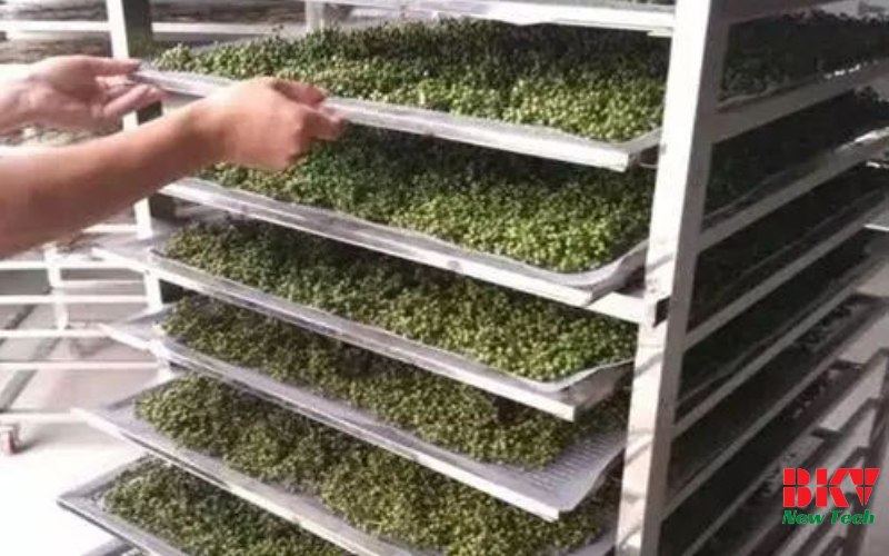 Làm ráo và chuẩn bị sấy