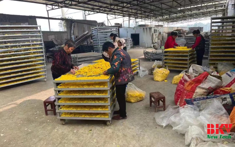 Quy trình sấy hoa cúc vàng