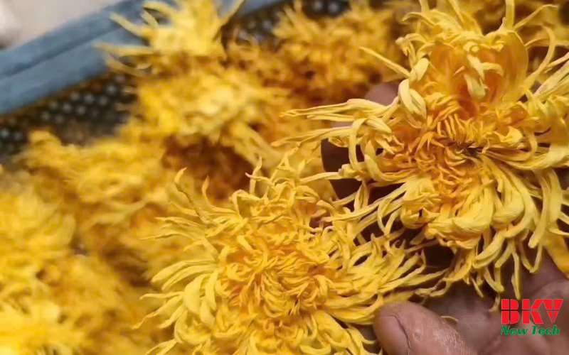 Quy trình sấy hoa cúc vàng BKV