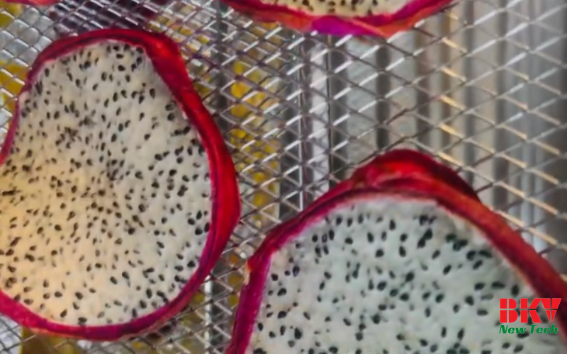 Quy Trình Sấy Thanh Long Bằng Máy Sấy Bơm Nhiệt BKV